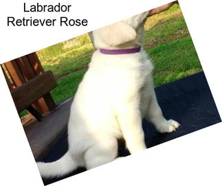 Labrador Retriever Rose