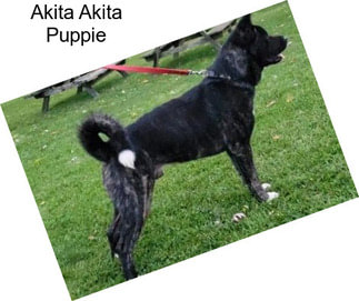 Akita Akita Puppie