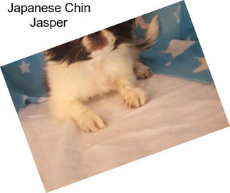 Japanese Chin Jasper