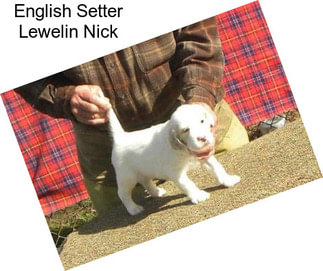 English Setter Lewelin Nick