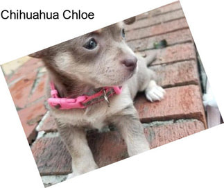 Chihuahua Chloe