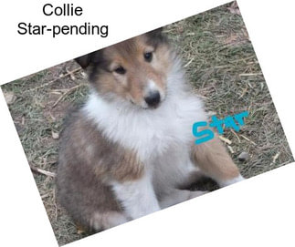 Collie Star-pending