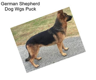 German Shepherd Dog Wgs Puck