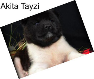 Akita Tayzi