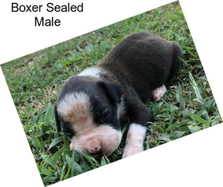 Boxer Sealed Male