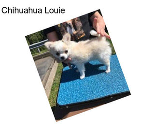 Chihuahua Louie