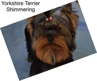 Yorkshire Terrier Shimmering