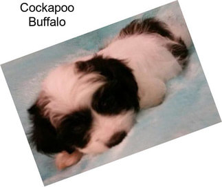 Cockapoo Buffalo