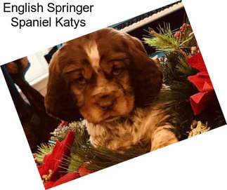 English Springer Spaniel Katys