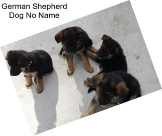 German Shepherd Dog No Name