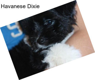 Havanese Dixie