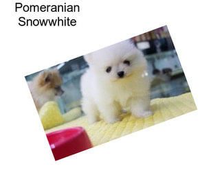 Pomeranian Snowwhite