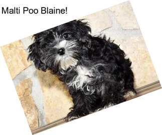Malti Poo Blaine!