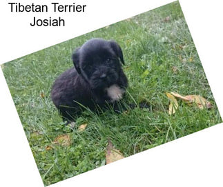 Tibetan Terrier Josiah