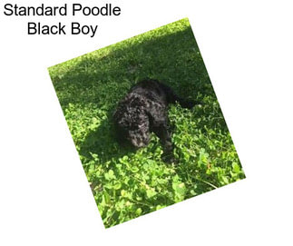 Standard Poodle Black Boy