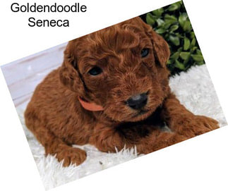 Goldendoodle Seneca