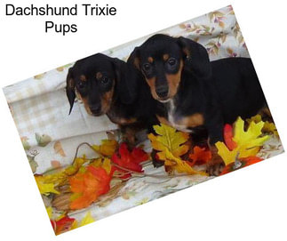 Dachshund Trixie Pups