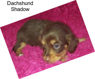 Dachshund Shadow