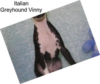 Italian Greyhound Vinny