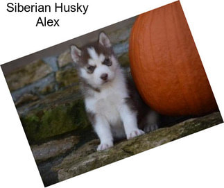 Siberian Husky Alex