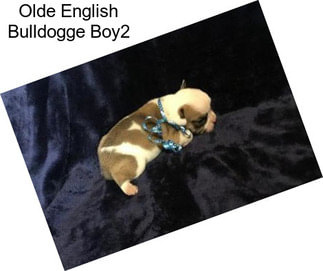 Olde English Bulldogge Boy2