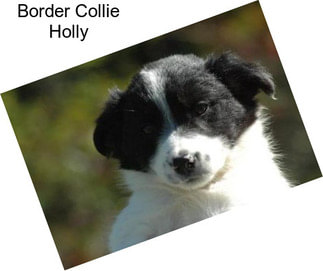 Border Collie Holly