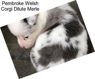 Pembroke Welsh Corgi Dilute Merle