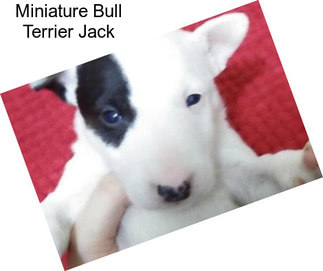 Miniature Bull Terrier Jack