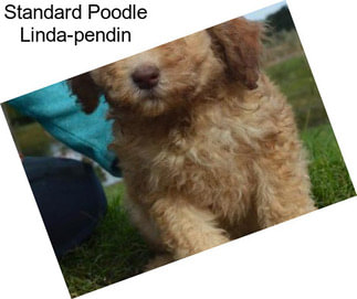 Standard Poodle Linda-pendin