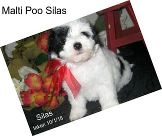 Malti Poo Silas