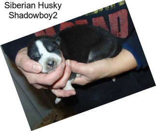 Siberian Husky Shadowboy2