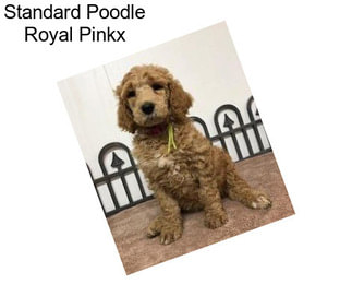 Standard Poodle Royal Pinkx