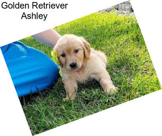 Golden Retriever Ashley