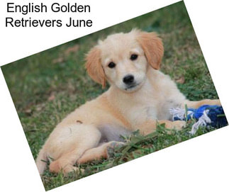 English Golden Retrievers June