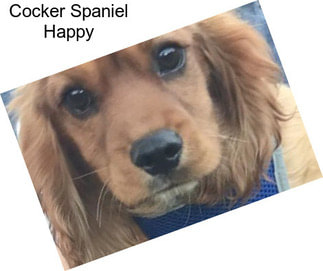 Cocker Spaniel Happy