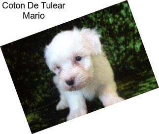 Coton De Tulear Mario