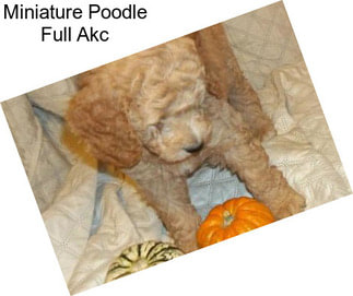 Miniature Poodle Full Akc