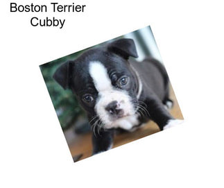 Boston Terrier Cubby