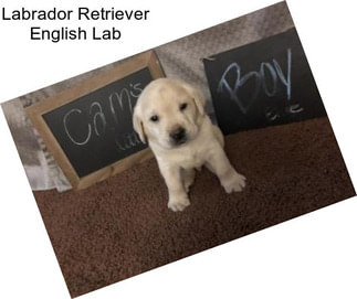 Labrador Retriever English Lab