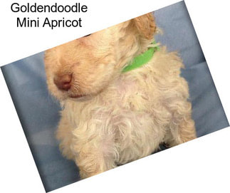 Goldendoodle Mini Apricot