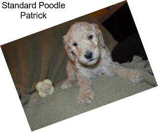 Standard Poodle Patrick
