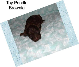 Toy Poodle Brownie