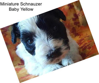 Miniature Schnauzer Baby Yellow