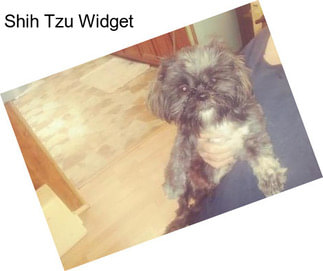 Shih Tzu Widget