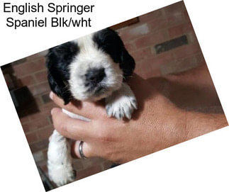 English Springer Spaniel Blk/wht