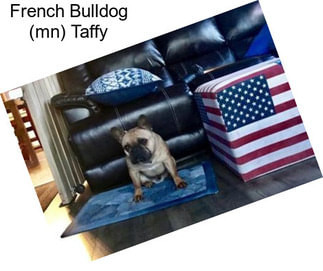 French Bulldog (mn) Taffy