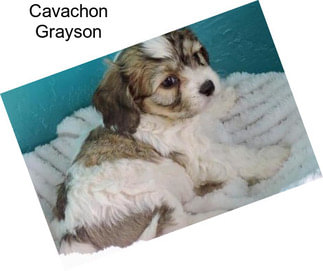 Cavachon Grayson