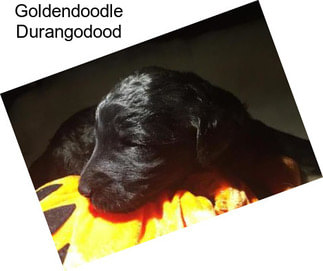 Goldendoodle Durangodood