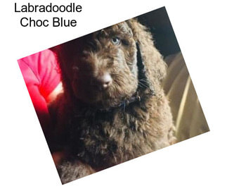 Labradoodle Choc Blue