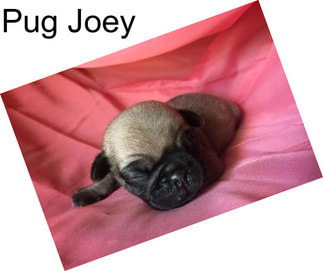 Pug Joey